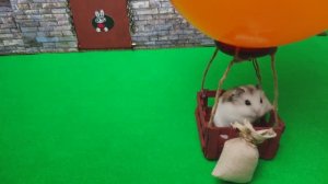🐹  Удивительное приключение хомячка