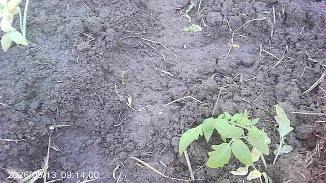 Обзор высаженной вчера рассады томатов сорта ОляФ1