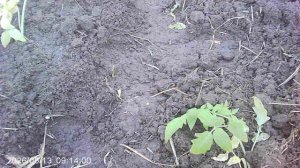 Обзор высаженной вчера рассады томатов сорта ОляФ1