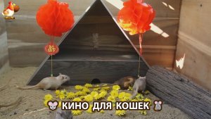 Видео для кошек про крысок развлекать питомцев 🐭🐀😂 (528)