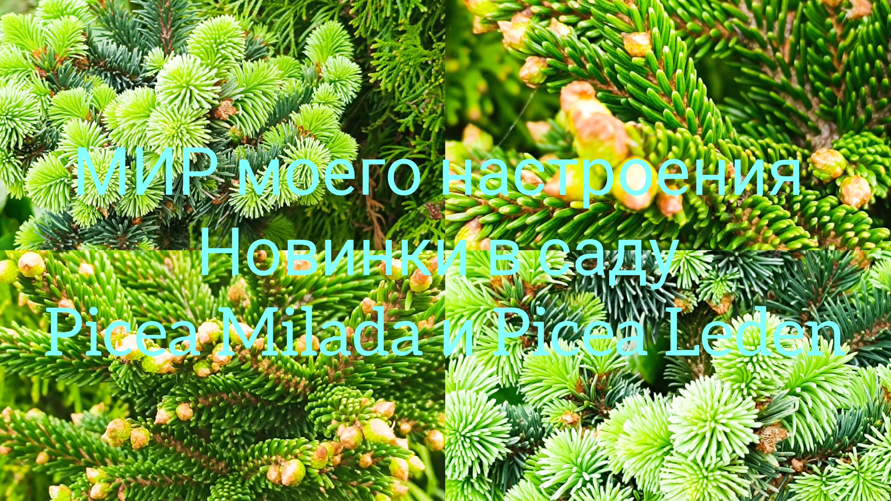 10.05.26 Новинки в саду.Ель Милада и Ель Леден.