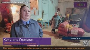 Россельхознадзор: при выращивании картофеля важно учитывать его сортовые качества и климат