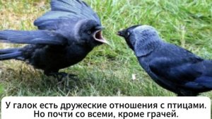 Птица Галка_ наглость, хамство и ум у неё зашкаливает