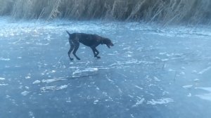 Пёс  зимний  сесон. немецкий курцхаар Буль -Буль - Мыльные пузыри