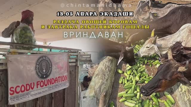 13 мая. Апара экадаши. Раздача овощей коровам и завтрака работникам гошалы