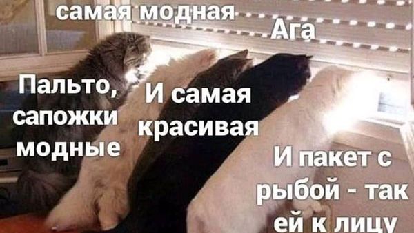 Продолжаем рассказ про заботливую кото-маму и ее подопечных😻 😻