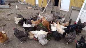 Деревенские будни 🏠🌞 Волкодав Ева🐈 гуси🪿 куры 🐔🐓 утки 🦆 Гуси сели гнездится? Гусятам быть?🤔