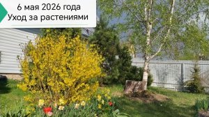 6 мая 2026 года работы на даче ухаживаю за растениями #какиеработынадачевмае #работывапрелемаенадаче