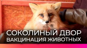 Постояльцев новгородского Соколиного двора привили от бешенства