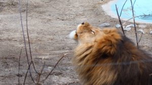 Лев Ричард делает вид, что  не понимает намёков Нейтири..