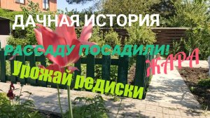 ДАЧНАЯ ИСТОРИЯ ! ЖАРА 🔥! ПОСАДИЛИ РАССАДУ ! 🌱 УРОЖАЙ РЕДИСКИ!