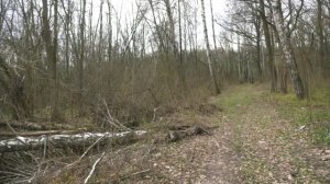 Майские праздники в Воронежской области обошлись без лесных пожаров