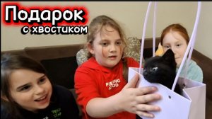 Адаптация котенка в новом доме: реакция и знакомство со старым котом