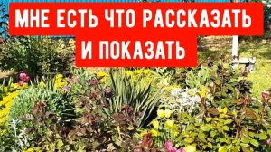 254🏡Мне есть что рассказать и показать/Что со мной случилось/Огород и сад без ухода/Едим свои 🥒