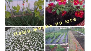 12.05.26/ Живём и работаем на Кубани/ Уха/ Домашние дела/ Вечерний гость/ Наша жизнь на юге/