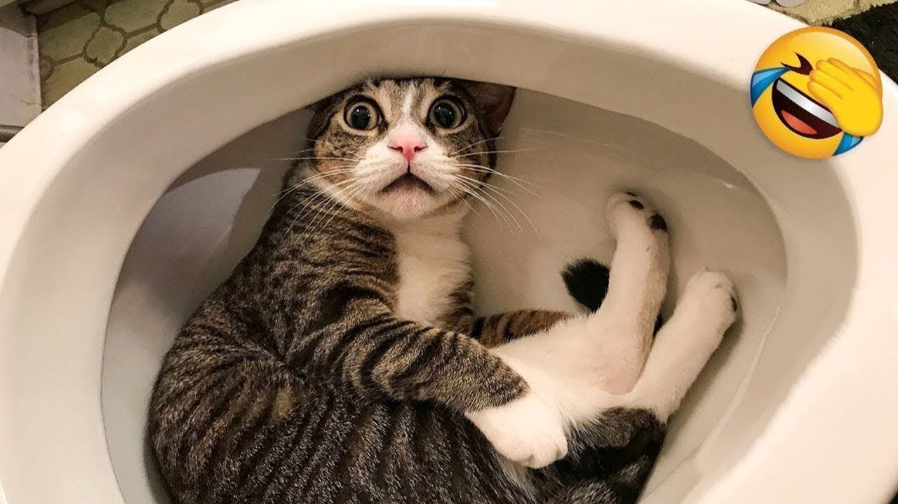Приколы с котами! УГАР! Самые смешные животные!