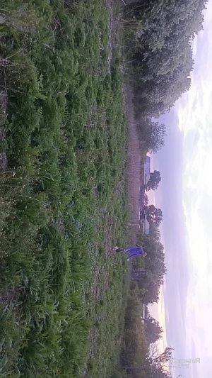 Показываю как правильно копать червей на огороде.