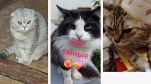 Бой трёх кисуль (Мария Cat )