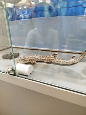 Алиса и Кира