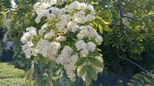 Прогулка в красивом парке с фантаном ! Доча танцует! Юг России🌴.