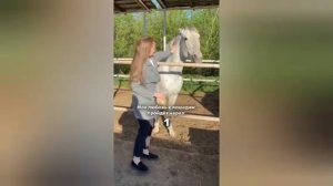 Лошадь укусила девушку за шею во время кормления в конюшне в Уфе.