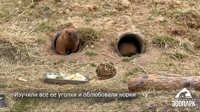 Сурки байбаки освоились в новом вольере Челябинского зоопарка