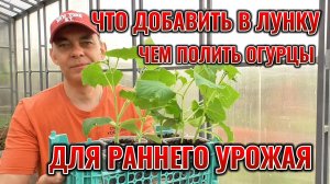 Добавь это в лунку и ОГУРЦЫ мощно пойдут в рост и обязательно ПОЛЕЙ рассаду НОВЫМ удобрением 🥒🥒🥒