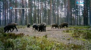 Петербургский воробей-блондин, семейные хлопоты в стаде кабанов и глухариные выяснения отношений
