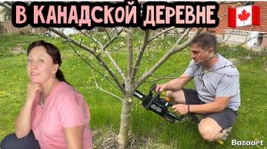 КАК ВЫЖИВАЮТ РУССКОЯЗЫЧНЫЕ ДАЛЬНОБОЙЩИКИ В КАНАДЕ: весенние работы подрезаем виноград и яблони