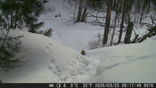 Видео от Красноярская тайга. Фотоловушки