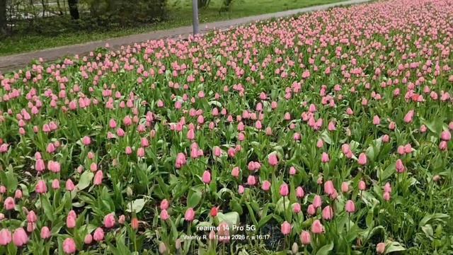 Розовые тюльпаны 🌷🌷🌷 11.05.2026 смотреть онлайн