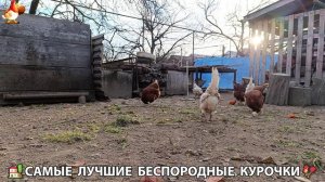 Курочки дворовые селяночки лучшие беспородные несушки 🥚 (10)