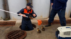 Сотрудники гражданской защиты спасли утят из ливневого стока в Уфе