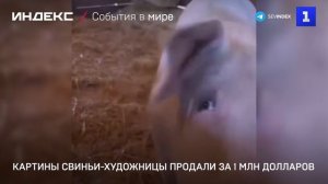 Картины свиньи-художницы продали за 1 млн долларов