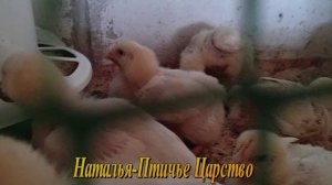 Еще одна мечта осуществилась