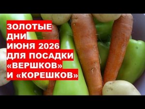 «Золотые Дни» Июня 2026 года для Посадки «Вершков» и «Корешков» для Богатого Урожая?!
