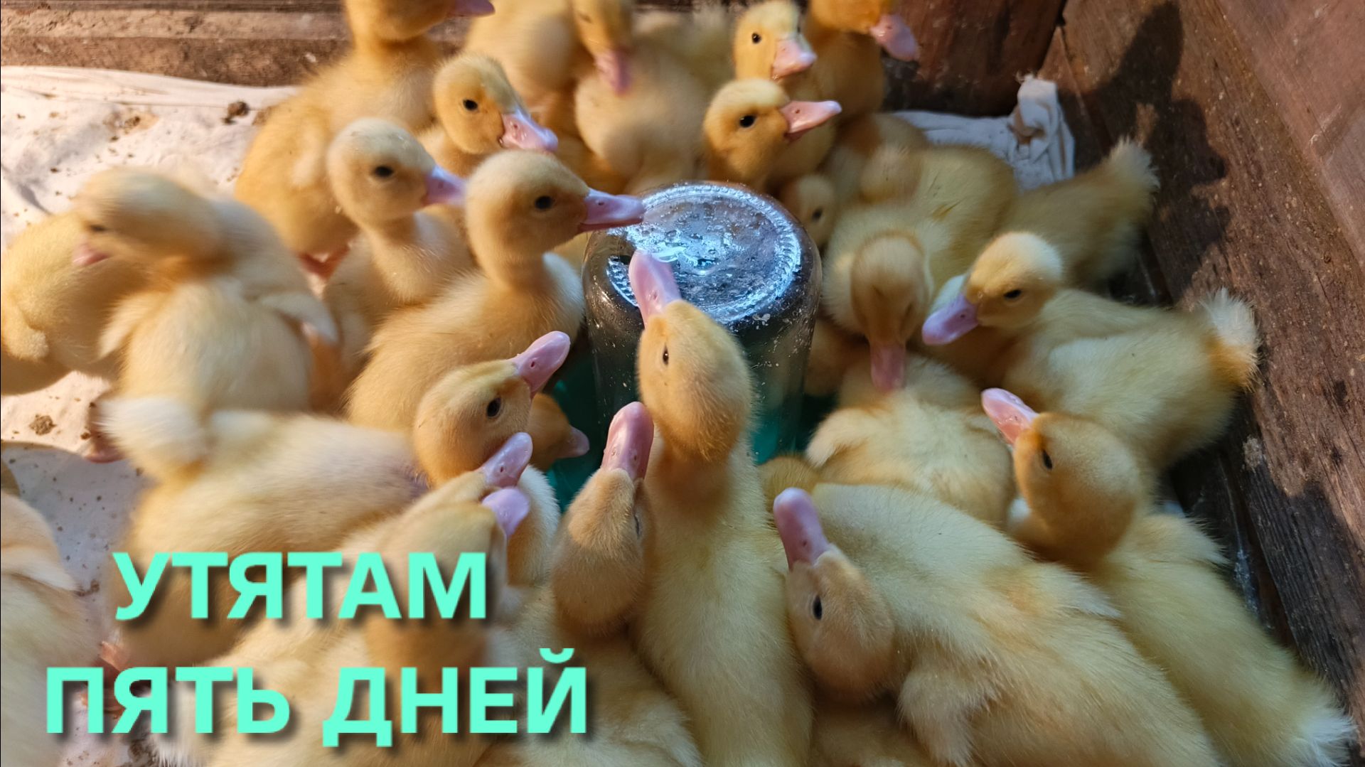Утята стар53 пять дней Чтобы они не болели поддерживайте у них чистоту