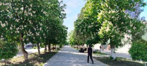 🌸 Небольшая поездка 🚐. Тест с телефона.