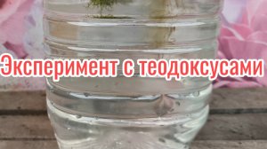 Эксперимент с теодоксусами
