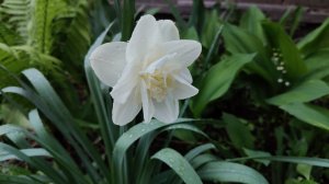 6.05.26/шикарные тюльпаны🌷/антистресс -покупка растения🌱/удобрение для клубники/увольнение 😱