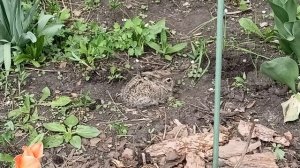 Вот такой малыш забрёл ко мне на участок.12.05.2026