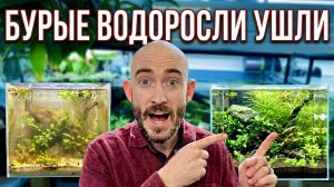 Коричневые бурые водоросли? Вот мой точный метод удаления.