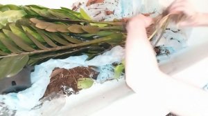 Огромный замиокулькас Чёрный Равен. Как пересадить замиокулькас после покупки