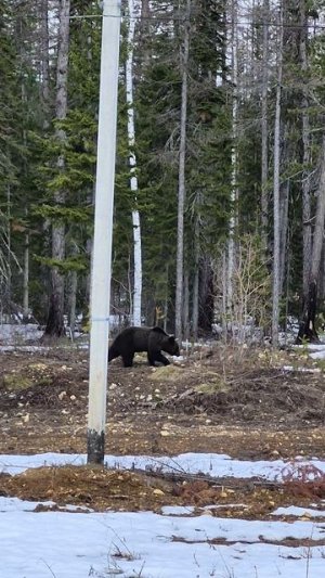 13.05.2026 в Усть-Куте повстречали семейку 🐻😊