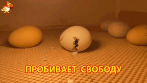 Цыплёнок расширяет дырку в скорлупе и пробивает путь к свободе