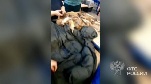 Более 700 зашитых в куртки шкур соболя и куницы обнаружили таможенники на почте.