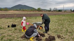 (7.05.26) Посадка саженцев плодовых деревьев .