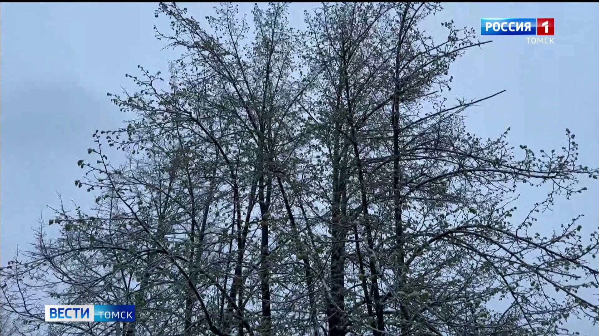 Вести-Томск, выпуск от 13.05.2026 11:30