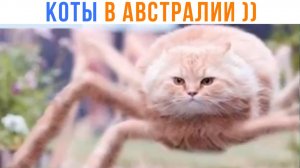 КОТЫ В АВСТРАЛИИ)) Приколы