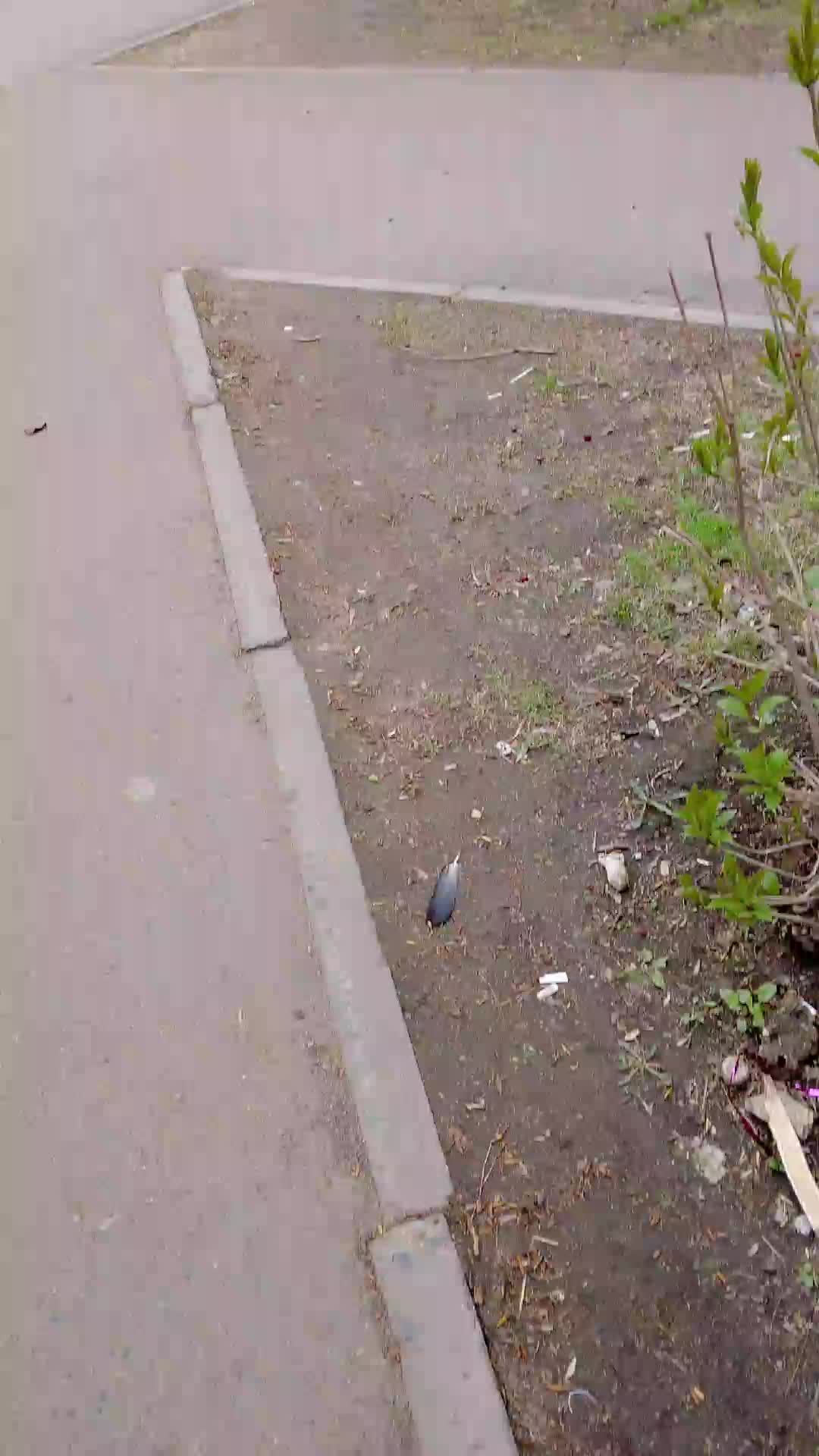 дорога домой 2 стрим